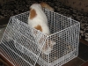 04-[2009-02-12] Katzenkorb1.tn.jpg