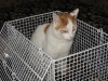 06-[2009-02-12] Katzenkorb1.tn.jpg