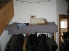 05-Timmy auf Garderobe1.tn.jpg