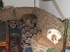 01-[2009-02-07] Scotty und Timmy auf Sofa1.tn.jpg