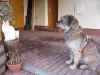 02-[2009-02-11] Scotty und Timmy in Carport1.tn.jpg
