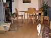 01-[Jan_2009] Scotty und Timmy1.tn.jpg