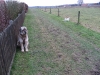 02-[Jan_2009] Spaziergang mit Hund und Katz1.tn.jpg