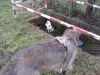 03-[Jan_2009] Spaziergang mit Hund und Katz2.tn.jpg