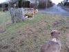 04-[Jan_2009] Spaziergang mit Hund und Katz3.tn.jpg