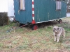 06-[Jan_2009] Spaziergang mit Hund und Katz4.tn.jpg