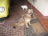 07-[Jan_2009] Spaziergang mit Hund und Katz5.tn.jpg