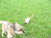 Scotty und Timmy spielen1.tn.jpg