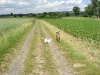 Scotty und Timmy spielen2.tn.jpg