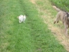 Scotty und Timmy spielen5.tn.jpg