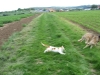 Scotty und Timmy spielen6.tn.jpg