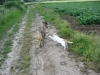 Scotty und Timmy spielen9.tn.jpg