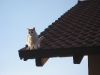 Dachspaziergang2.tn.jpg