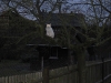 00-Daemon im Baum1.tn.jpg