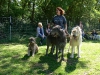 Hund gross 2