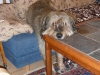 2010-11-25_08-42-34