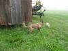 2009_07_26_07_53_12.jpg