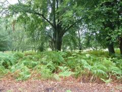 England_2012164