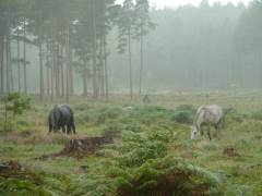 England_2012166