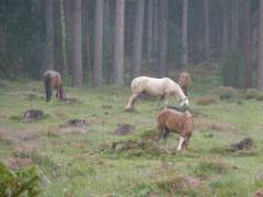 England_2012168