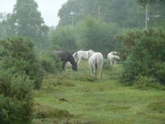 England_2012172