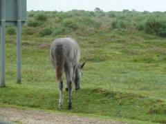 England_2012173