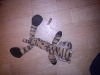 Tiger schwanzaputiert