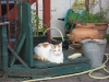 2009_07_01_19_17_15.jpg