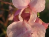 2009_08_15_06_34_15.jpg