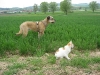 Scotty_und_Timmy_im_Feld1.tn.jpg