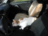 [Jan_2009] Timmy im Auto1.tn.jpg
