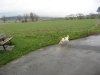01-Timmy am Feldrand1.tn.jpg