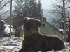 06-[Jan_2009] Scotty im Schnee1.tn.jpg