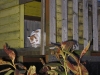 Timmy im Baumhaus1.tn.jpg