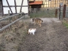 Timmy und Scotty beim Bauernhof1.tn.jpg